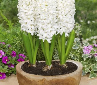 ГИАЦИНТ Уайт перл  (White Pearl)
