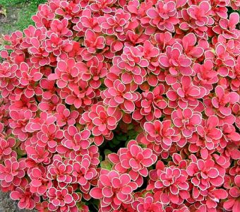 Барбарис Тунберга Руби Стар   (Berberis thunbergii Ruby Star)