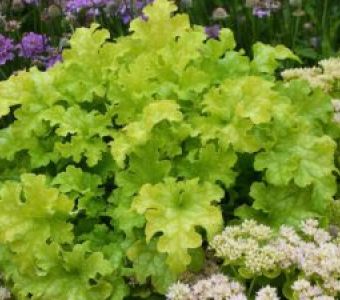 Гейхера гибридная Lime Ruffles (Лайм Раффлс)