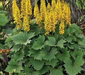 Бузульник узколистный Зе Рокет (Ligularia stenocephala "The Rocket")
