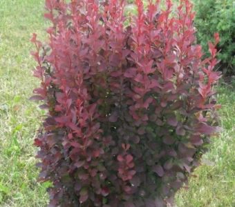 Барбарис Тунберга Рэд Рокет (Berberis thunbergii 'Red Rocket')
