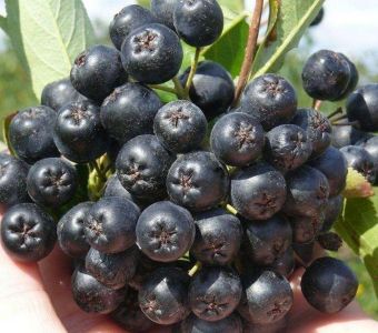 Черноплодная рябина Викинг (Aronia prunifolia Viking)