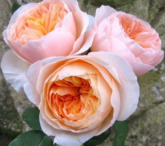 РОЗА АНГЛИЙСКАЯ Juliet  (Джульетта)