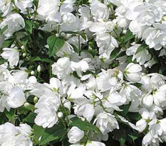 Чубушник Сноубель (Philadelphus Snowbelle)
