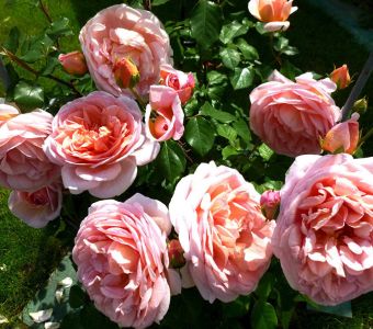 РОЗА АНГЛИЙСКАЯ Abraham Darby  (Абрахам Дерби)