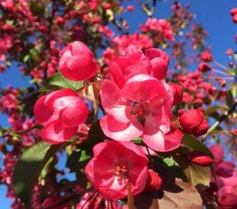 Яблоня декоративная «Рудольф» (Malus 'Rudolph')