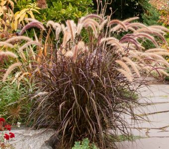 Пеннисетум рубрум Pennisetum setaceum rubrum Dwarf Red