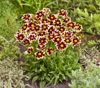 Кореопсис Солар Фенси (Coreopsis grandiflora  Solar Fancy)