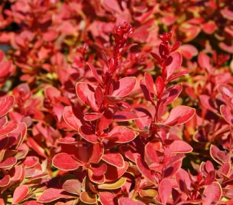 Барбарис Тунберга Корал   (Berberis thunbergii Coral)
