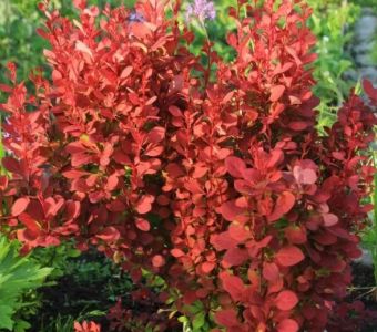 Барбарис Тунберга Ред Компакт   (Berberis thunbergii Red Compact)
