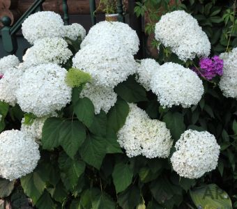 Гортензия древовидная Аннабель (Hydrangea arborescens Annabelle)