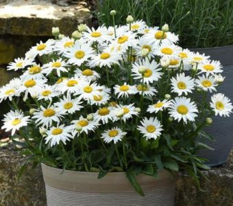 Нивяник великолепный "Мадонна Вайт" (Leucanthemum x superbum "Madonna White")