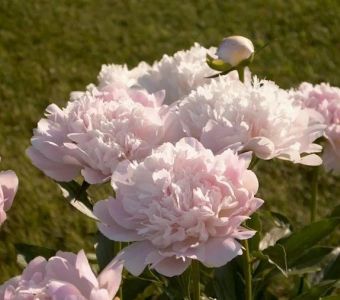 Пион "Баронесса Шрёдер" (Paeonia "Baroness Schroeder")