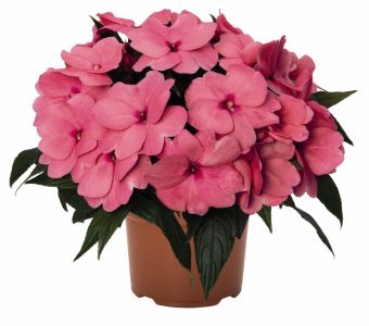 БАЛЬЗАМИН НОВОГВИНЕЙСКИЙ "Магнум Клеа Пинк" ("Magnum Clear Pink")