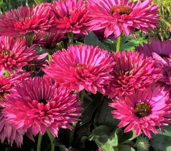 Эхинацея Свит Фуксия (Echinacea SunSeekers Sweet Fuchsia)