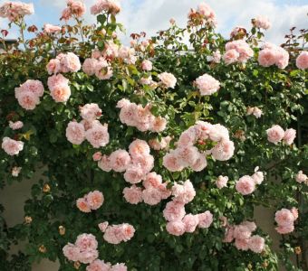 РОЗА ПЛЕТИСТАЯ Rose de Tolbiac (Роз де Толбиак)