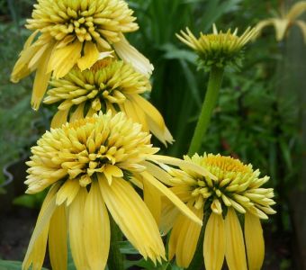 Эхинацея пурпурная  "Лемон Дроп"  (Echinacea purpurea "Lemon Drop'')