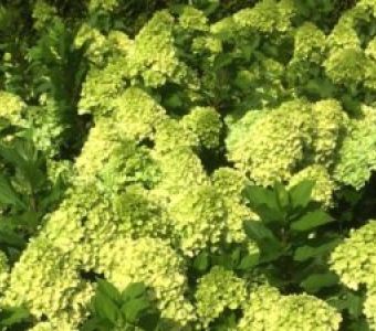 Гортензия метельчатая Mojito (Мохито)