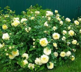 РОЗА ШРАБ NADIA MEILLANDECOR (Надя Мейяндекор)