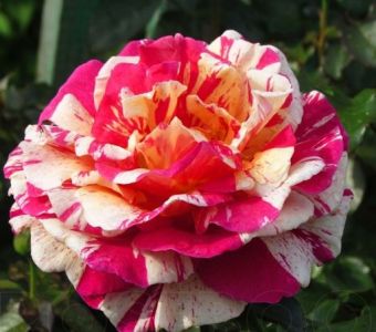 РОЗА ПЛЕТИСТАЯ Vanille Fraise (Ванила Фрайз)