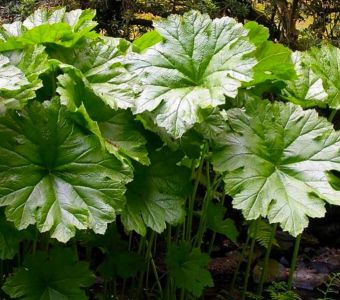 Дармера щитовидная Darmera peltata