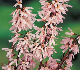 Абелиолистник двурядный Розеум (Форзиция розовая) (Abeliophyllum distichum Roseum)