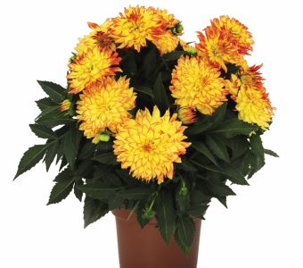 ГЕОРГИНА "Гипнотика Еллоу Биколор (Икарус)" ("HYPNOTICA YELLOW BICOLOR(ICARUS)")