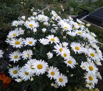 Нивяник наибольший "White Lion" (Leucanthemum maximum "White Lion")