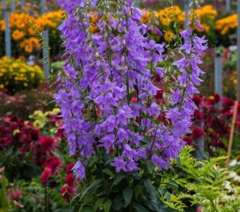 Колокольчик Гауди Виолетт (Campanula Gaudi Violet)