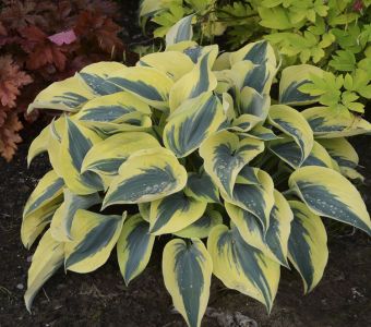 Хоста Отумн Фрост (Hosta Autumn Frost)