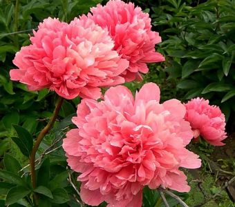 Пион  "Лорелей" (Paeonia "Lorelei")
