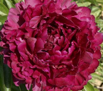 Пион  "Филипп Ривуар" (Paeonia "Philippe Rivoire")