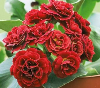 Примула ушковая "Пегасус" (Primula auricula Pegasus)