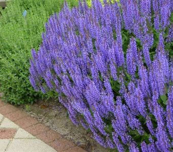 Шалфей дубравный «Блаухугель» (Salvia nemorosa "Blauhugel" )