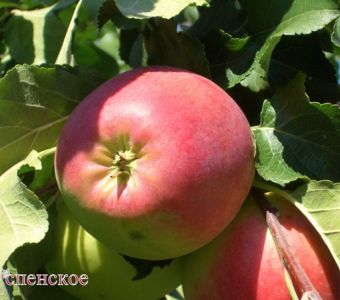 ЯБЛОНЯ УСПЕНСКОЕ