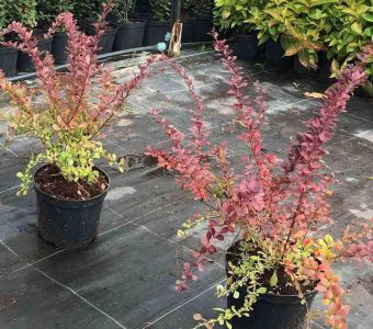 Барбарис Тунберга "Рэд Диджей" (Berberis thunbergii 'Red D.J.')