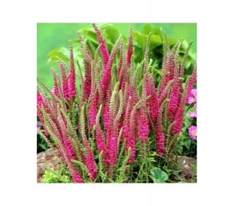 Вероника колосковая «Ротфухс» (Veronica spicata Rotfuchs)