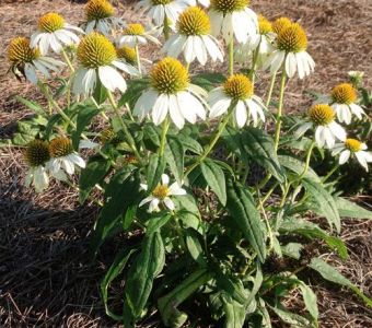 Эхинацея пурпурная ПауВау Вайт (Echinacea purpurea PowWow White)
