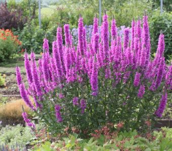 Дербенник иволистный «Робин» (Lythrum salicaria Robin)