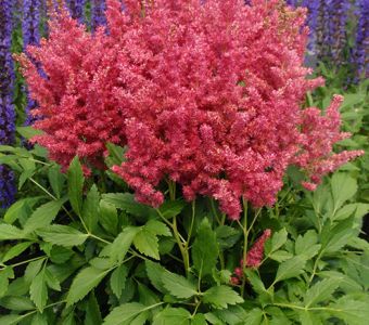 Астильба Файрберри (Astilbe Fireberry)