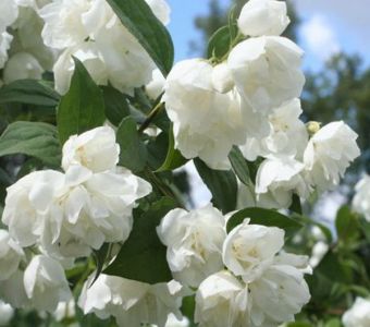 ЧУБУШНИК ГИБРИДНЫЙ   АЛЬБАТРЕ (Philadelphus ALBATRE)