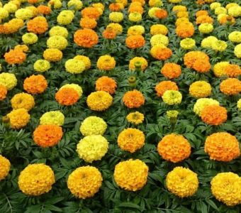 Тагетис прямостоячий (Бархатцы) Taishan mix