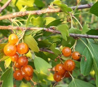 СМОРОДИНА  ЗОЛОТИСТАЯ ЛЯЙСАН