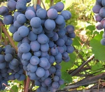 ВИНОГРАД АГАТ ДОНСКОЙ
