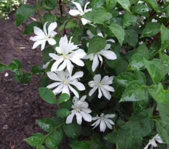 Чубушник венечный "Ромашка" (Philadelphus coronarius "Romashka")