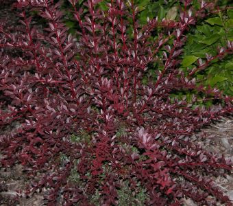 Барбарис Тунберга "Ред Чиф" (Berberis thunbergii 'Red Chief')