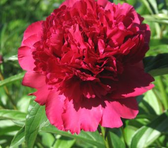Пион "Бест Мен" (Paeonia "Best Man")