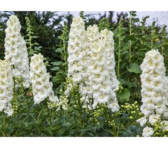 ДЕЛЬФИНИУМ GUARDIAN WHITE (Гардиан Вайт)