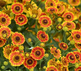 ГЕЛЕНИУМ гибридный ФУЭГО (Helenium hybr. 'Fuego')