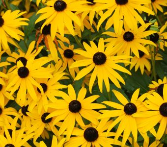Рудбекия блестящая Гольдштурм (Rudbeckia fulgida Goldsturm)
